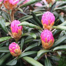 Рододендрон Макино Макияк