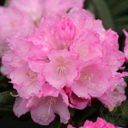 Рододендрон Макино Макияк