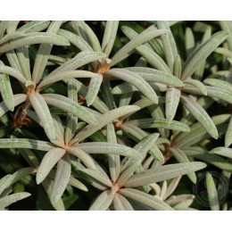 Рододендрон Макино Макияк