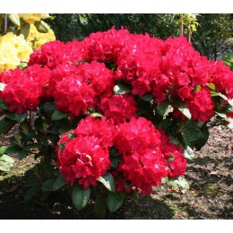 Рододендрон гематодес Лизетта