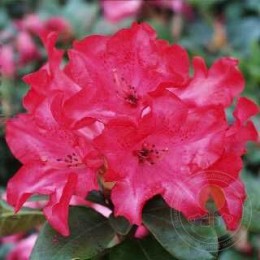 Рододендрон Фореста / ползучий Скарлет Уондер