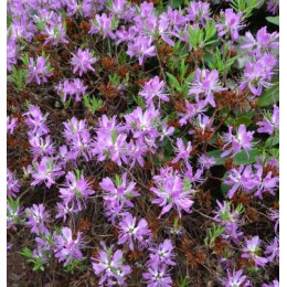 Рододендрон канадский