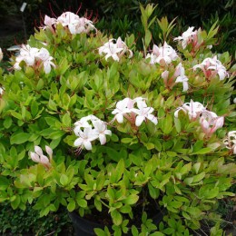 Рододендрон клейкий Квин'с Чойс