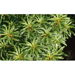 Рододендрон понтийский Филигрань