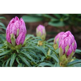 Рододендрон понтийский Филигрань