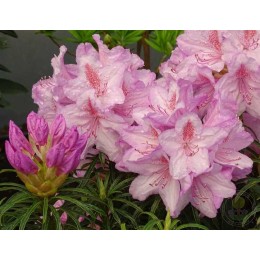 Рододендрон понтийский Филигрань