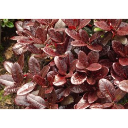 Рододендрон Вильямса х якушиманский Эвер Рэд