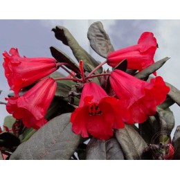 Рододендрон Вильямса х якушиманский Эвер Рэд