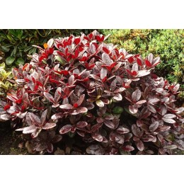 Рододендрон Вильямса х якушиманский Эвер Рэд