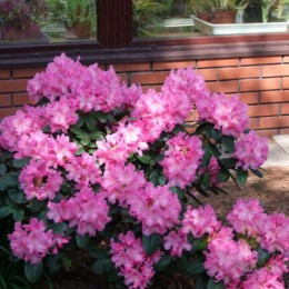 Рододендрон Вильямса Родриго