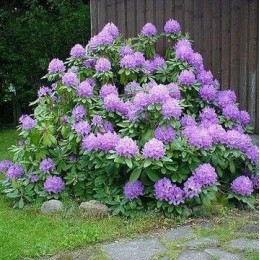 Рододендрон гибридный Катевбинский Грандифлорум