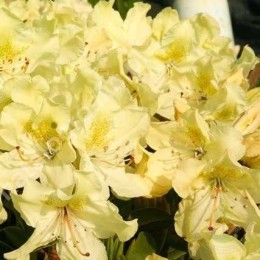 Рододендрон гибридный Жорж Санд