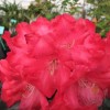 Рододендрон гибридный Хальфдан Лем