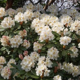 Рододендрон гибридный Полонез Шопена