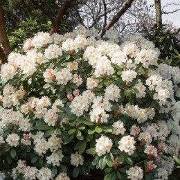 Рододендрон гибридный Полонез Шопена