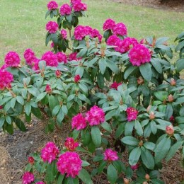 Рододендрон гибридный Липнице