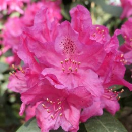 Рододендрон гибридный Совинец