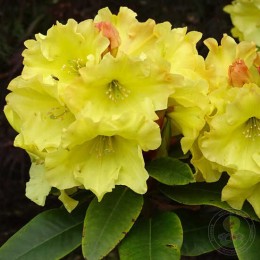 Рододендрон гибридный Юнигольд