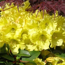 Рододендрон гибридный Юнигольд