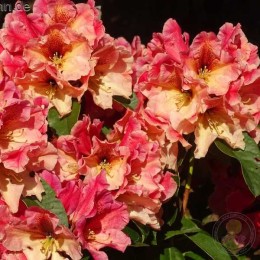 Рододендрон гибридный Киба