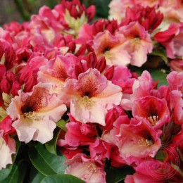 Рододендрон гибридный Киба