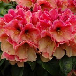 Рододендрон гибридный Киба