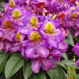 Рододендрон гибридный Мэджик Ай