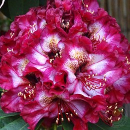 Рододендрон гибридный Пейнтед Пёрпл