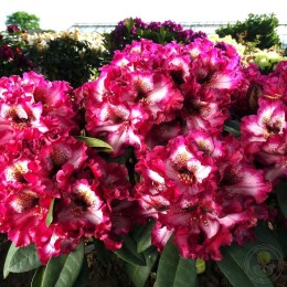 Рододендрон гибридный Пейнтед Пёрпл