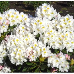 Рододендрон гибридный Каннингемс Сноу