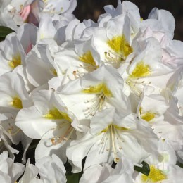 Рододендрон гибридный Каннингемс Сноу