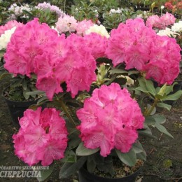 Рододендрон гибридный Германия