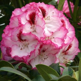 Рододендрон гибридный Черри Чизкейк