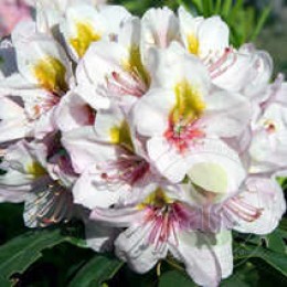 Рододендрон гибридный Гостин