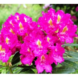 Рододендрон гибридный Клич