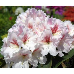 Рододендрон гибридный Кода