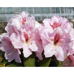 Рододендрон гибридный Кода