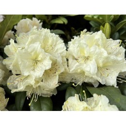 Рододендрон гибридный Прадед