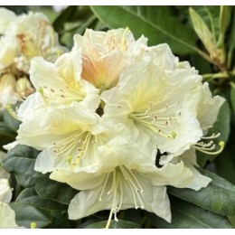 Рододендрон гибридный Прадед