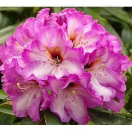 Рододендрон гибридный Пейнтинг Принс