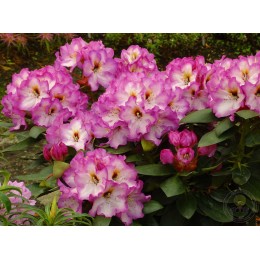 Рододендрон гибридный Пейнтинг Принс