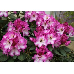 Рододендрон гибридный Пейнтинг Принс
