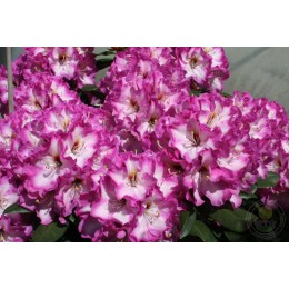 Рододендрон гибридный Пейнтинг Принс