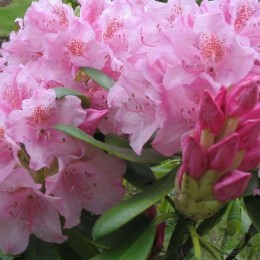 Рододендрон гибридный Хельсинки Университет