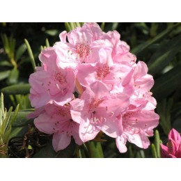 Рододендрон гибридный Хельсинки Университет