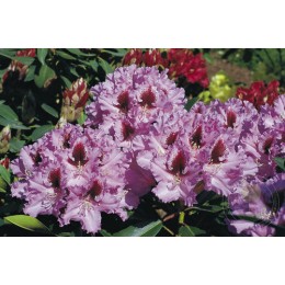 Рододендрон гибридный Кабаретт