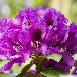 Рододендрон гибридный Распутин