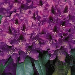 Рододендрон гибридный Распутин