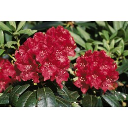 Рододендрон гибридный Тореро