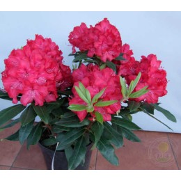 Рододендрон гибридный Владислав Ягелло